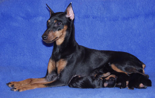 Dusha with her first litter